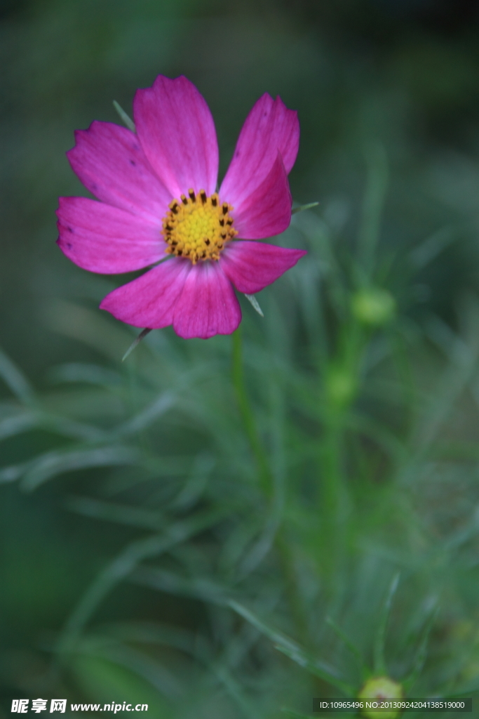 格桑花