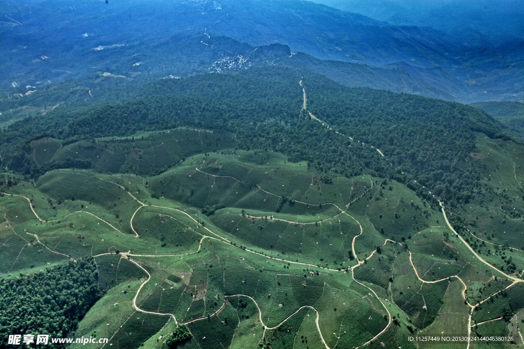 万亩茶园 景迈山