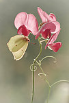 香豌豆花