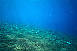青苔海底