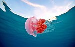 水母海洋