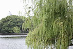 月湖公园 湖 柳树