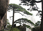 迎客松