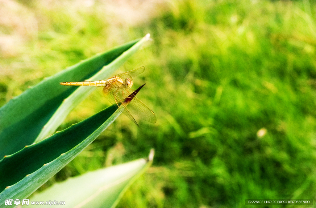 蜻蜓