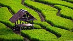 梯田