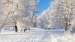 冬季雪景