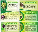 葡萄展板