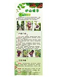 葡萄 提子X展架