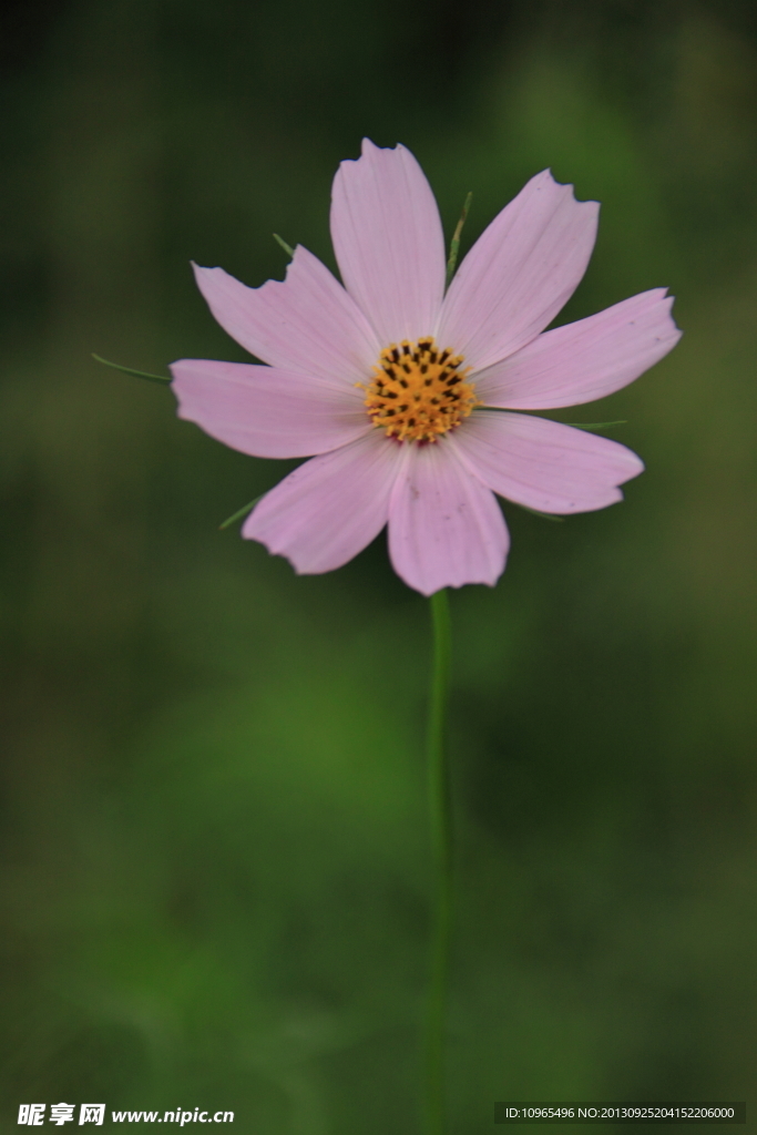 格桑花