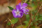 鲜花素材