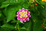 鲜花素材