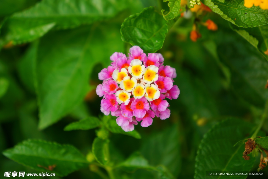 鲜花素材