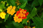 鲜花素材