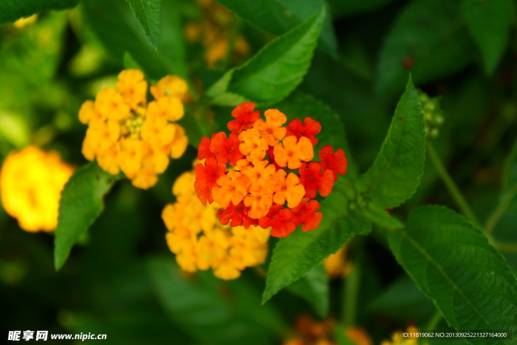 鲜花素材