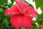 鲜花素材