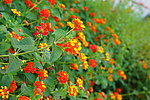 鲜花素材