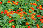 鲜花素材