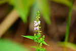 小花素材