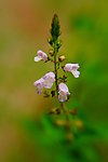 鲜花素材