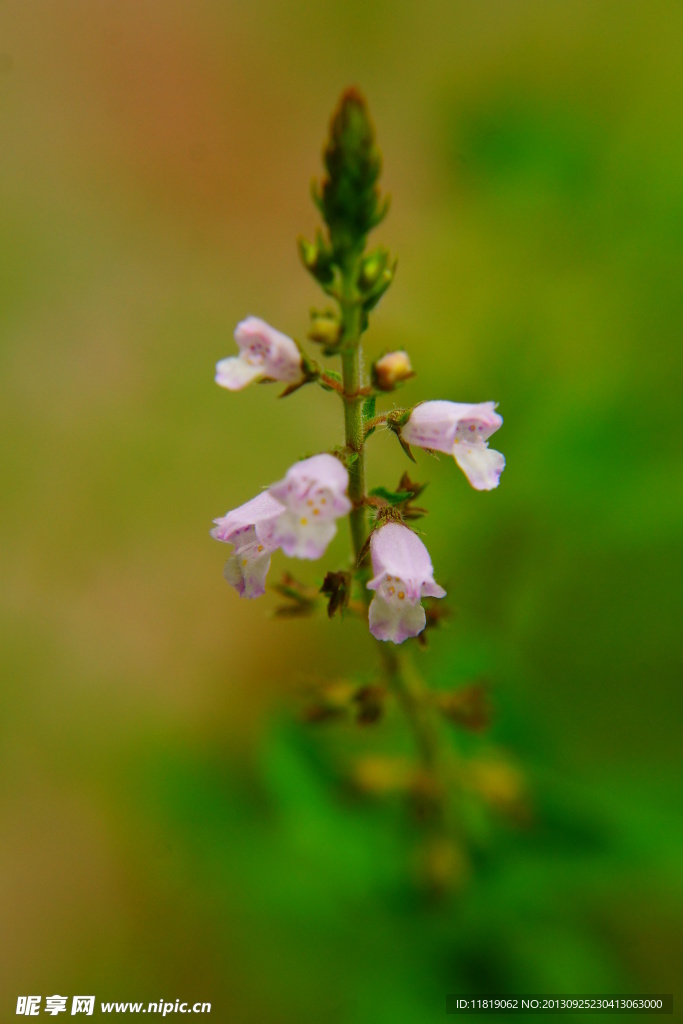 鲜花素材