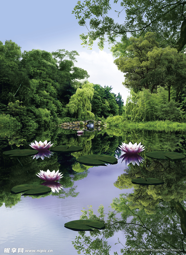 荷花风景