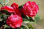 山茶花