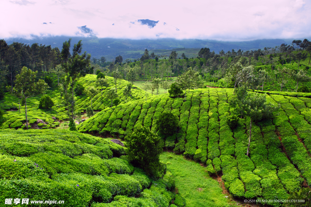 茶山风景