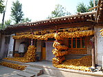 玉米农家院
