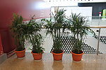 植物花盘