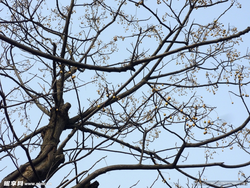 蓝天枯枝