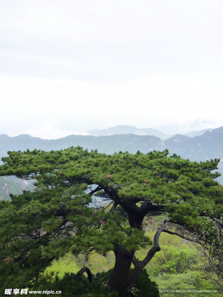黄山松树