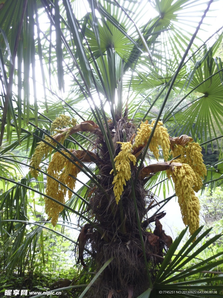 树 芭蕉树