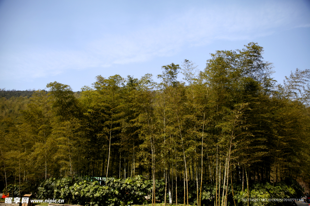 江苏溧阳南山竹林