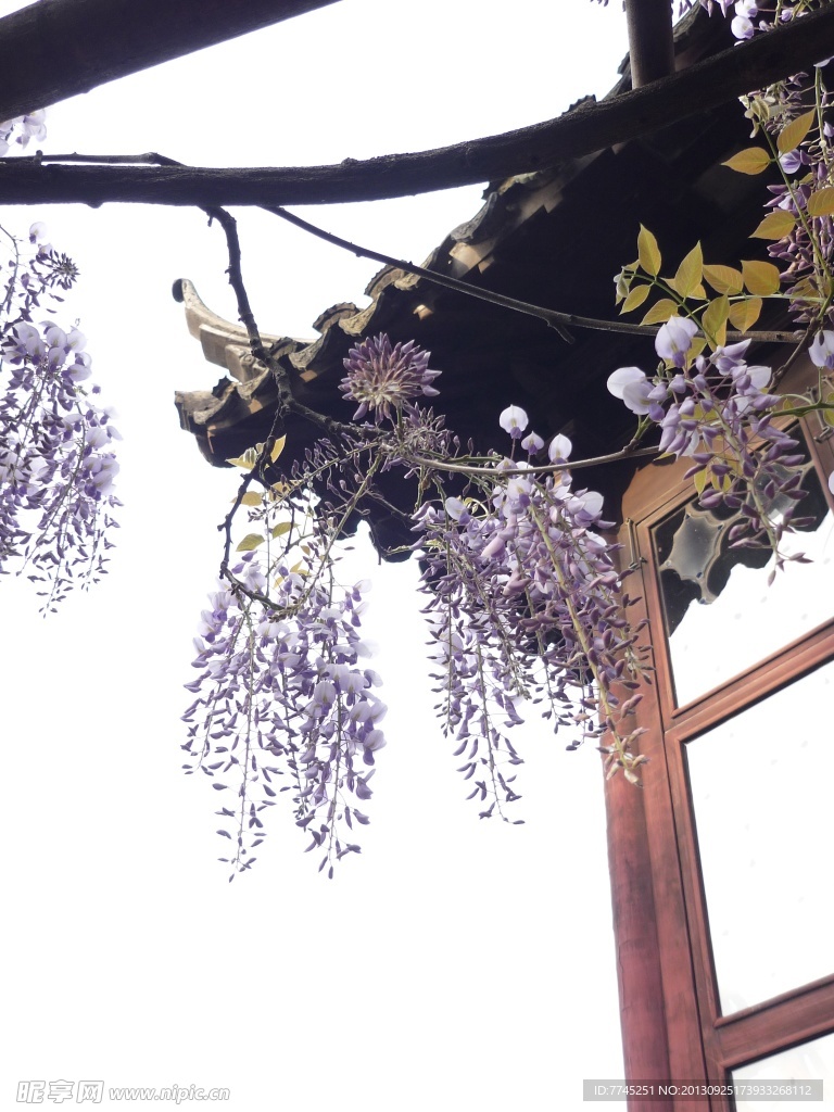 紫藤花