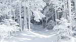 雪景
