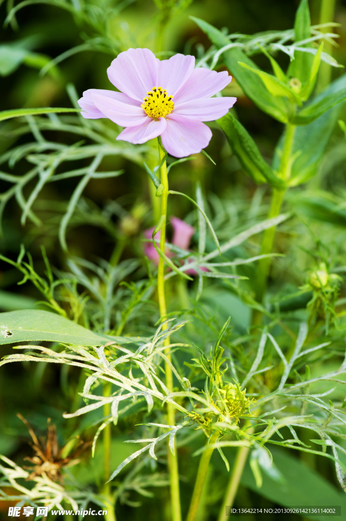 花草