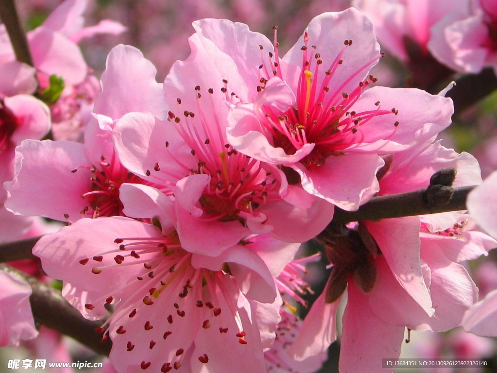 桃花