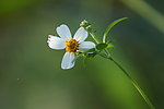 野菊花