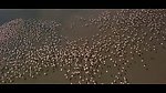 群鸟翱翔