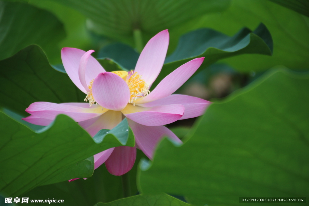 荷花