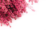 鲜花