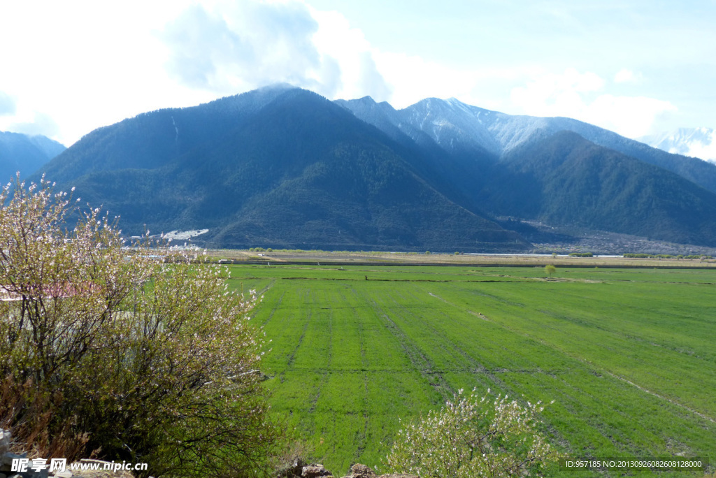 田野