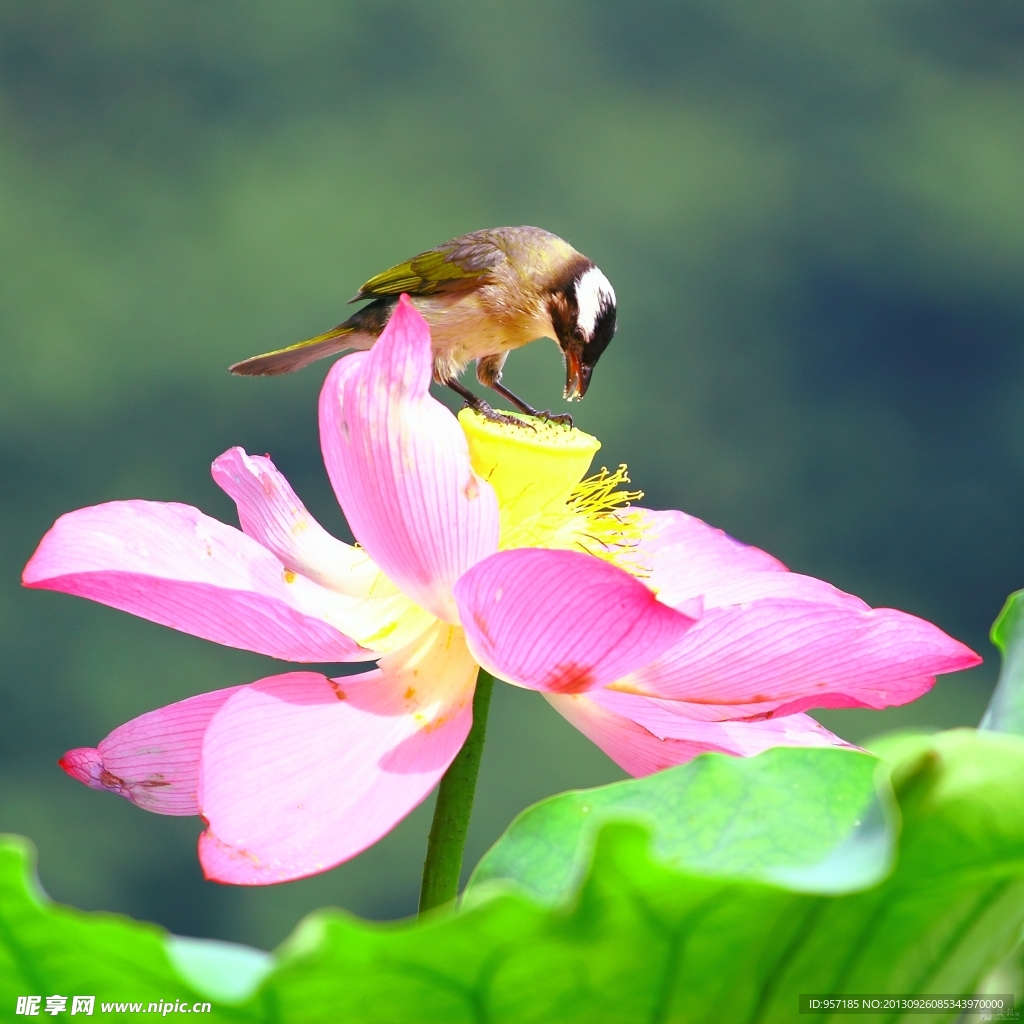 荷花