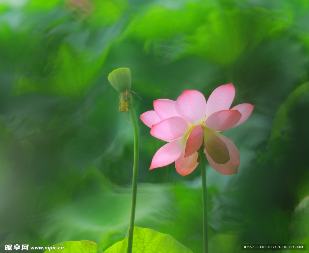 荷花
