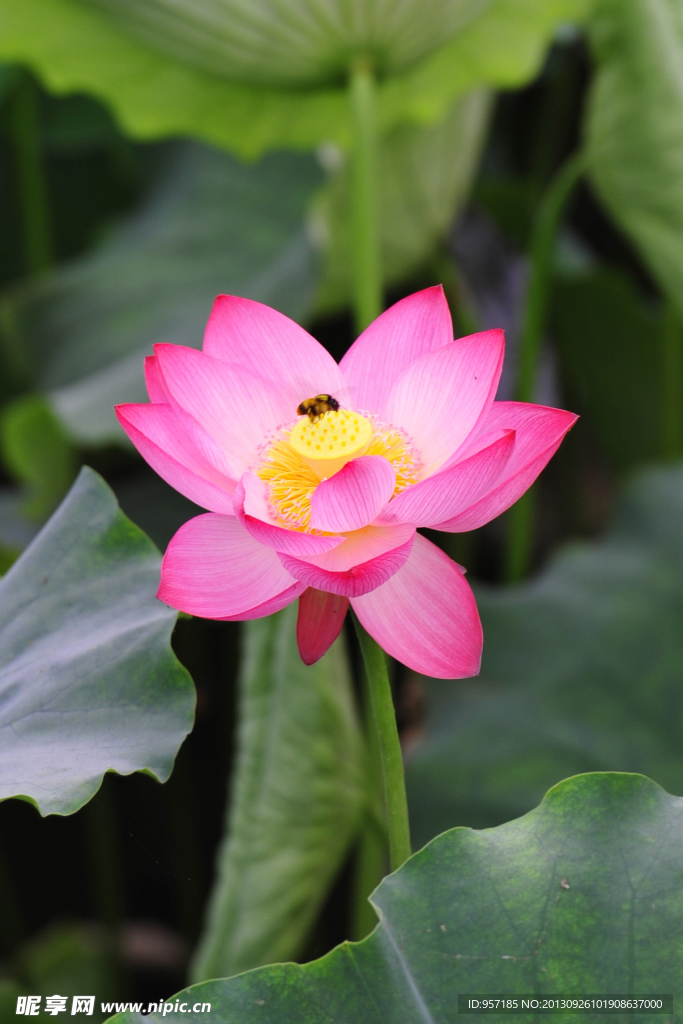 荷花