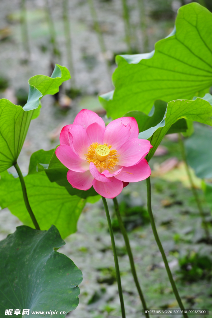 荷花