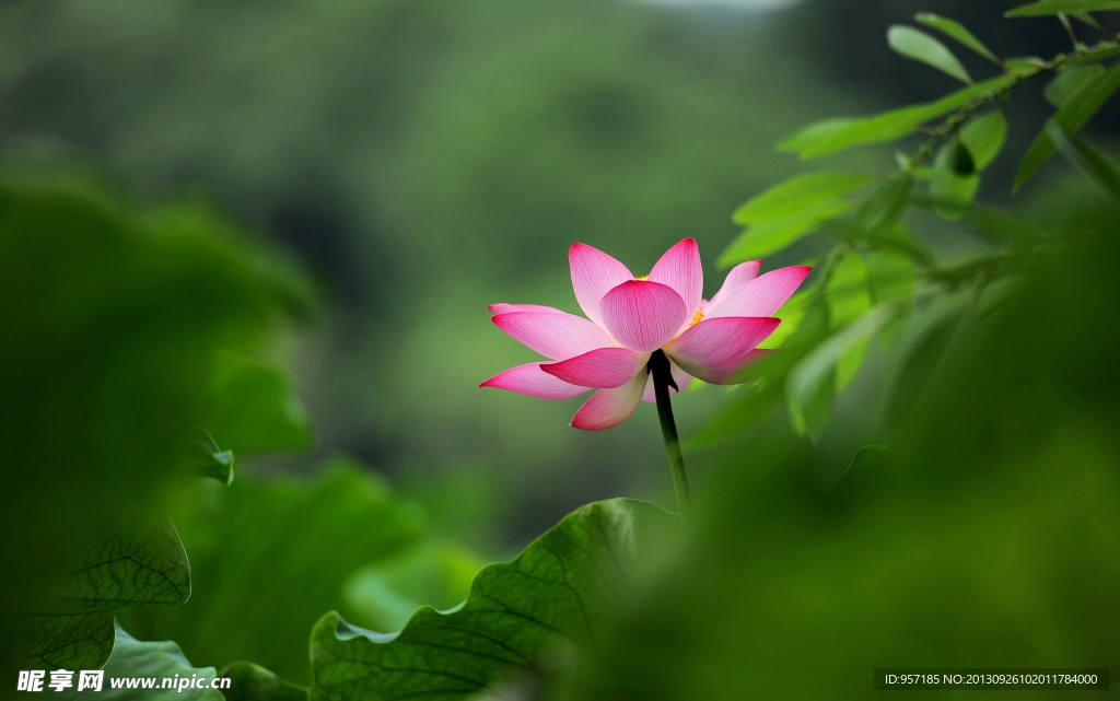 荷花