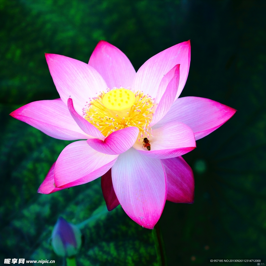 荷花