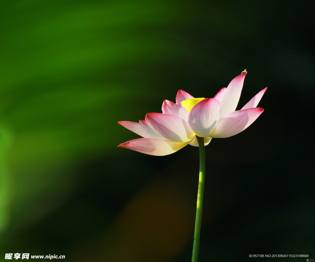 荷花