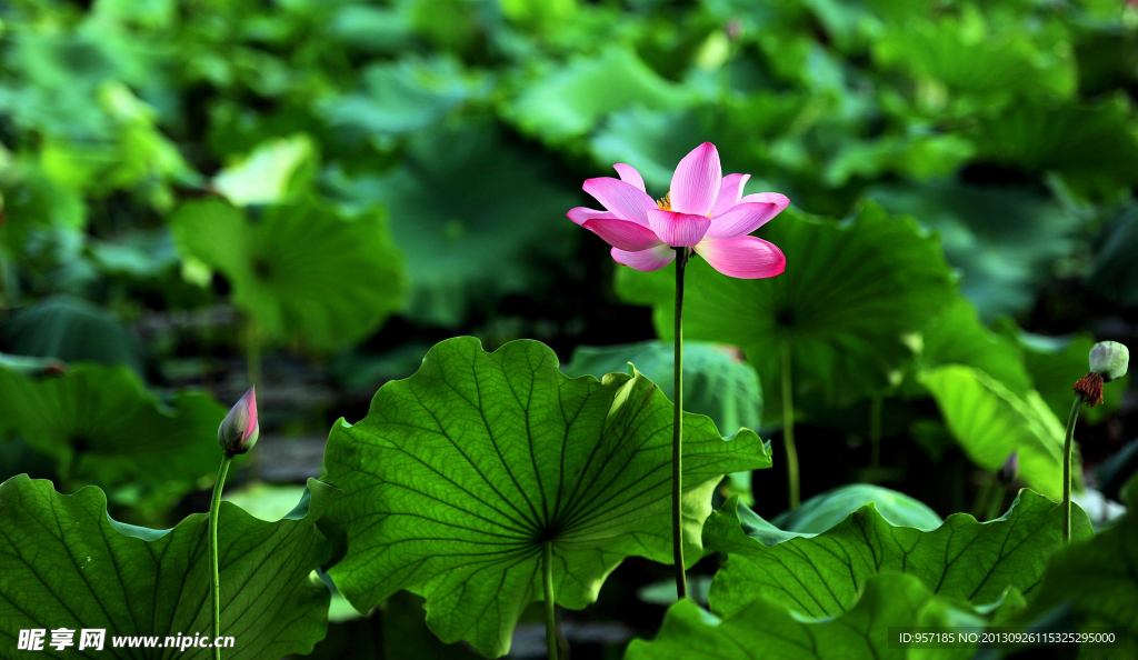 荷花